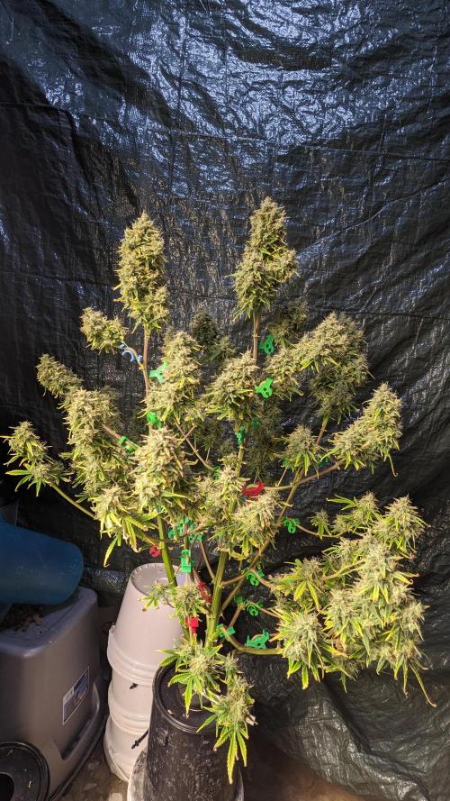 Another Happy Bird Adventure. Week 10 - Grateful Med