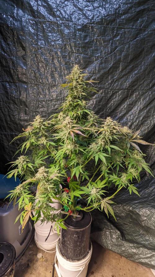 Another Happy Bird Adventure. Week 10 - Krumbl