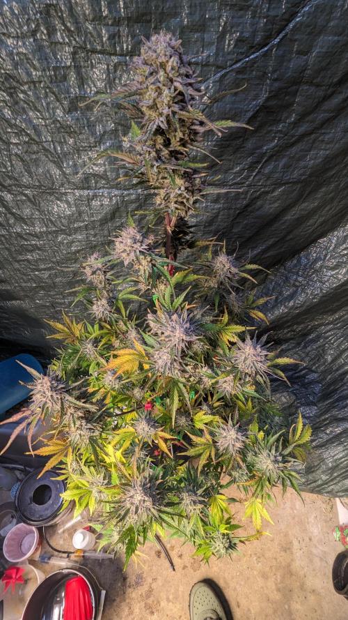 Another Happy Bird Adventure. Week 10 - Monkey Bread 