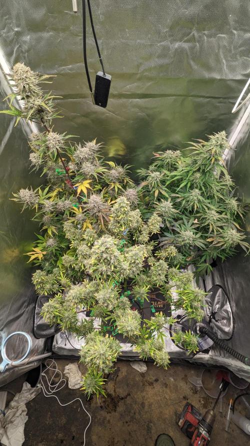 Another Happy Bird Adventure. Week 10 - Group shot