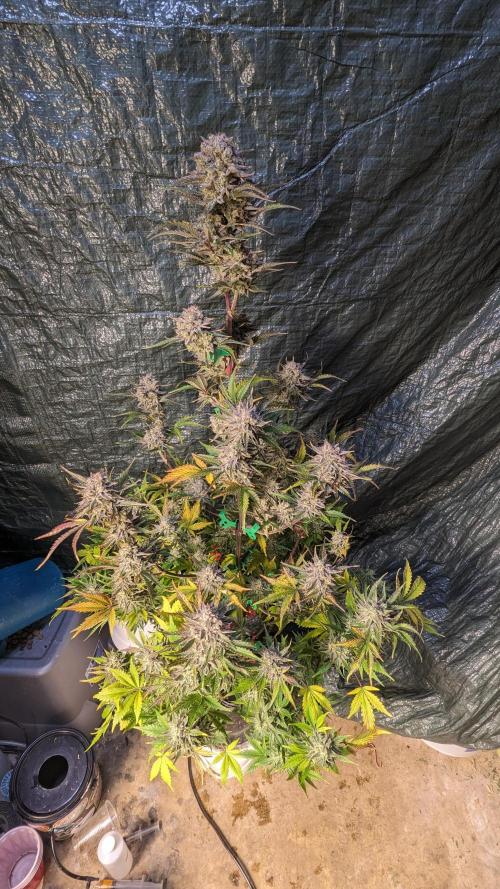 Another Happy Bird Adventure. Week 10 - Monkey Bread