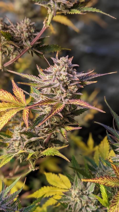 Another Happy Bird Adventure. Week 10