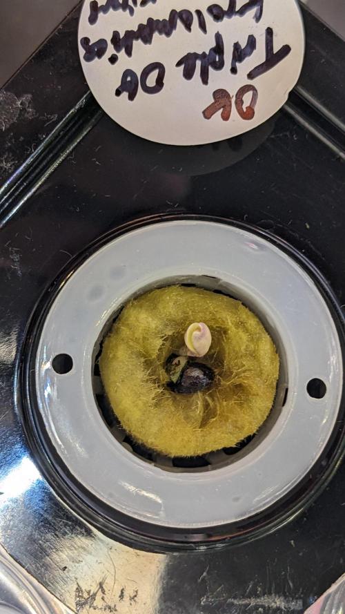 Showcasing my own strain!. Week 0 - 1/10 - Removed the helmet and she's free to OG now!