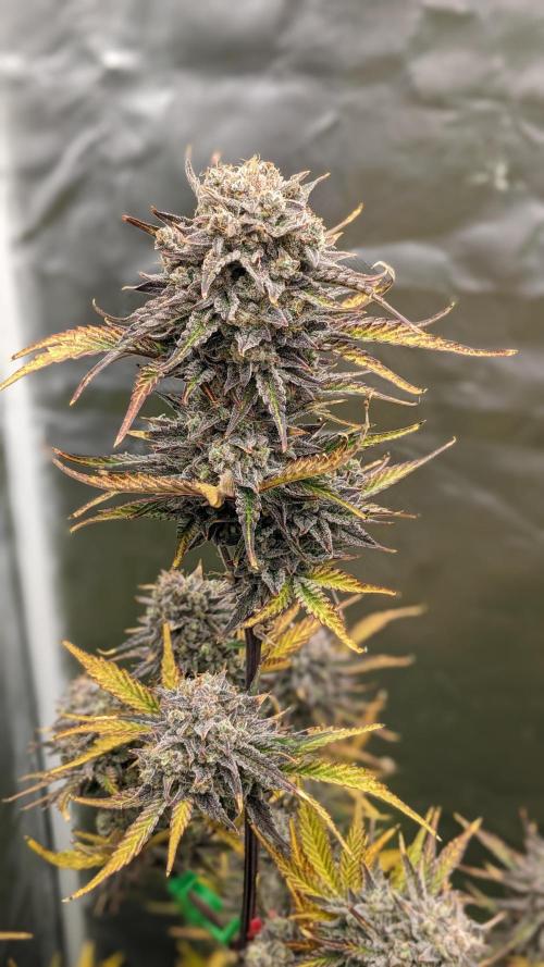 Another Happy Bird Adventure. Week 10 - Monkey Bread 