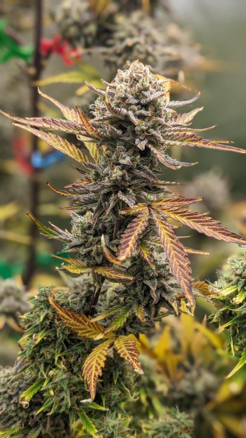 Another Happy Bird Adventure. Week 10 - Monkey Bread 