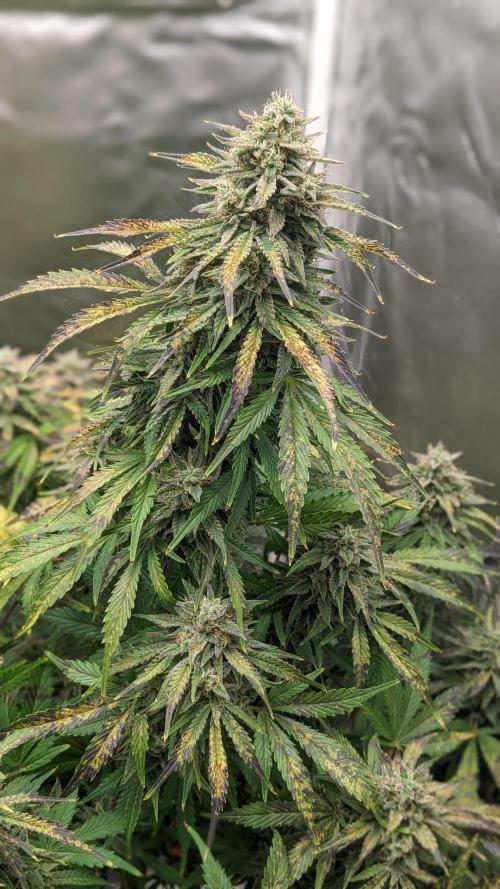 Another Happy Bird Adventure. Week 10 - Krumbl 