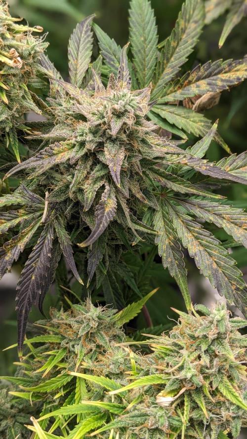 Another Happy Bird Adventure. Week 10 - KRUMBL