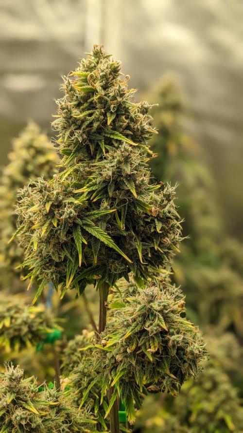 Another Happy Bird Adventure. Week 10 - Grateful Med 