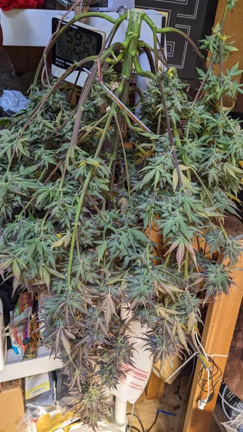 Another Happy Bird Adventure. Week 11 - Down she went. Heavy lady 