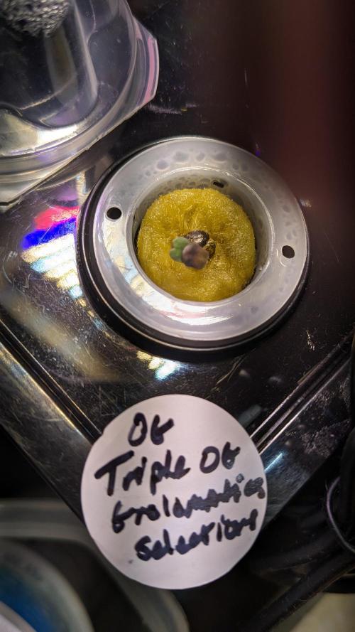 Showcasing my own strain!. Week 0 - 1/12