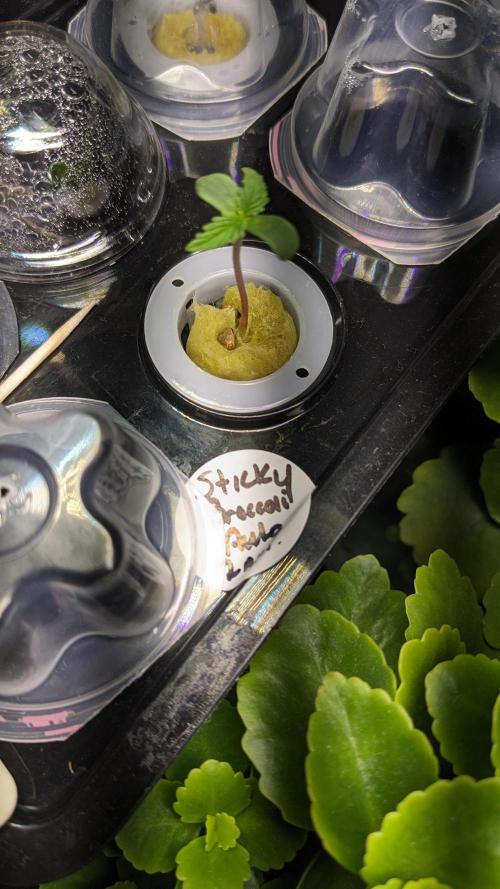 Plagron/Zamnesia Eternity Cup 2026. Week 0