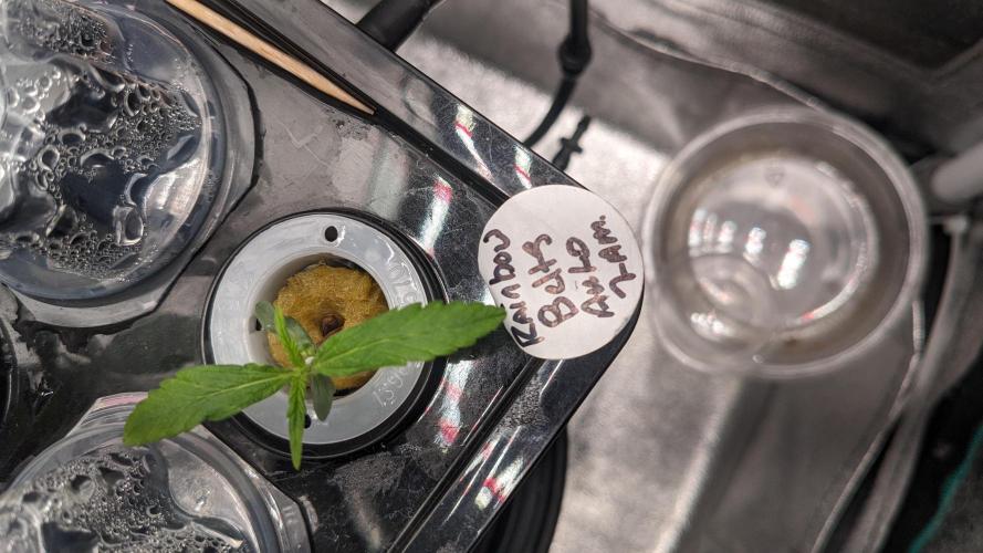 Rainbow Belts Auto by Zamnesia. Week 1