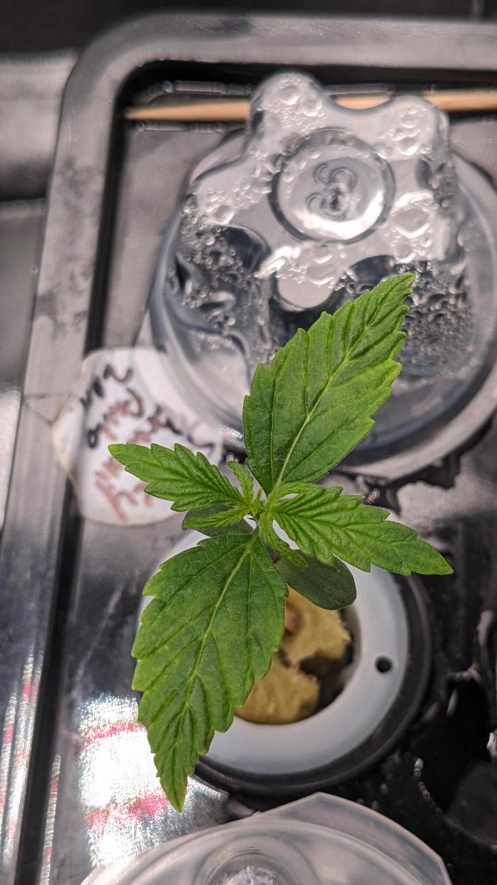 Plagron/Zamnesia Eternity Cup 2026. Week 1