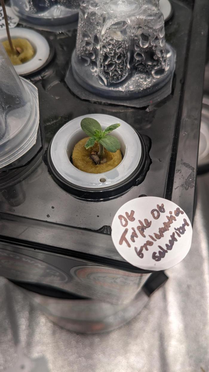 Showcasing my own strain!. Week 1