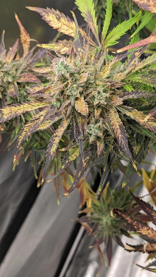 Another Happy Bird Adventure. Week 11 - Krumbl