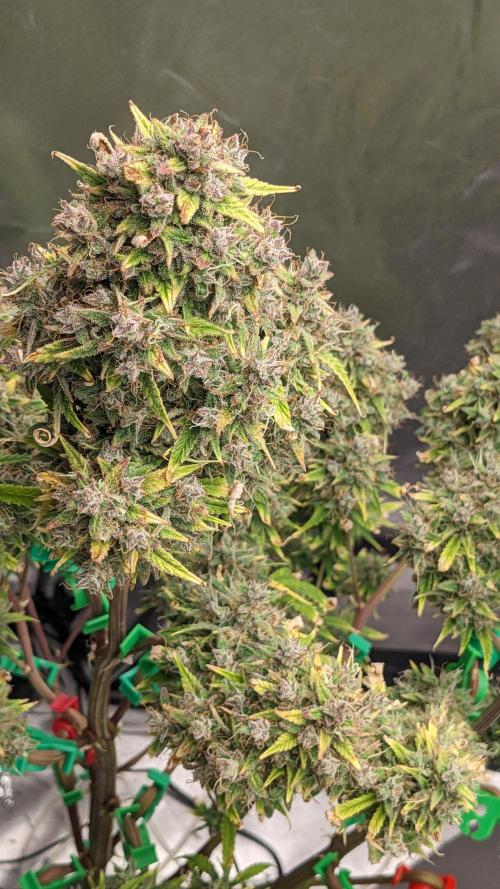 Another Happy Bird Adventure. Week 11 - Grateful Med 