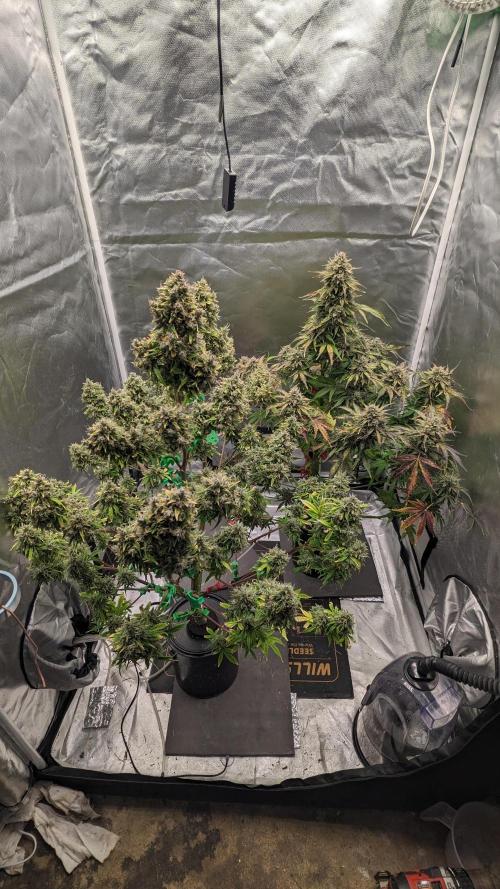 Another Happy Bird Adventure. Week 11