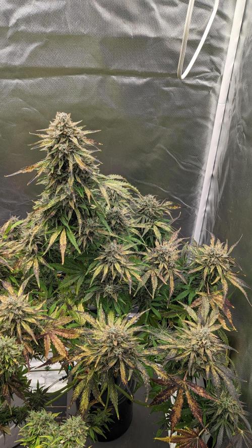 Another Happy Bird Adventure. Week 11 - Krumbl