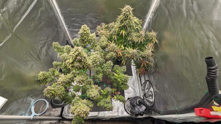 Another Happy Bird Adventure. Week 11