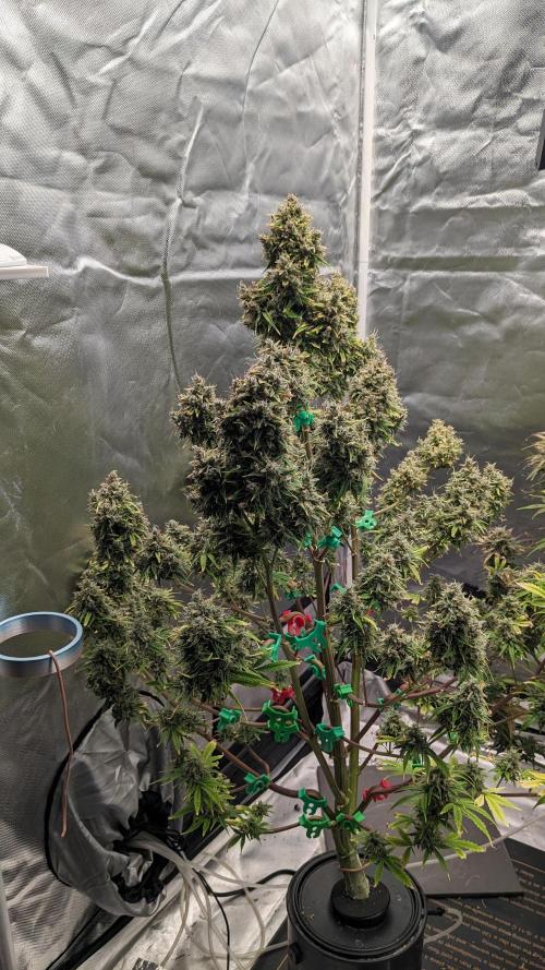 Another Happy Bird Adventure. Week 11 - Grateful Med 