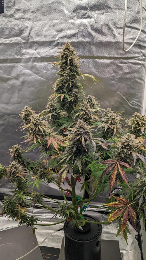 Another Happy Bird Adventure. Week 11 - Krumbl