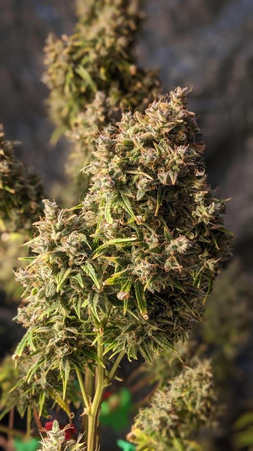 Another Happy Bird Adventure. Week 11 - Grateful Med 