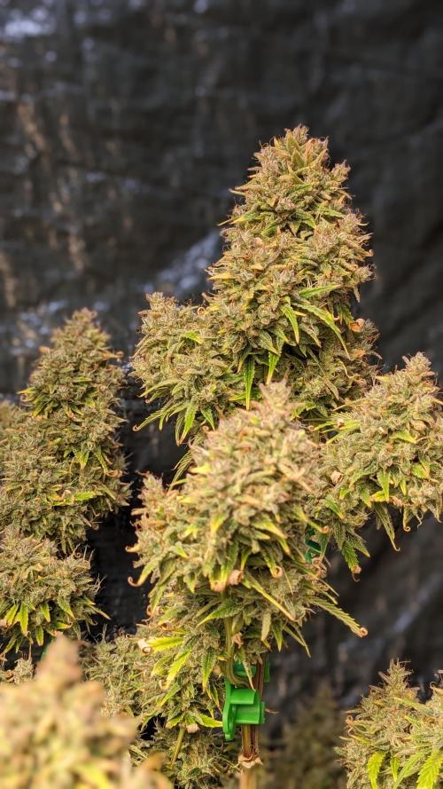 Another Happy Bird Adventure. Week 11 - Grateful Med 