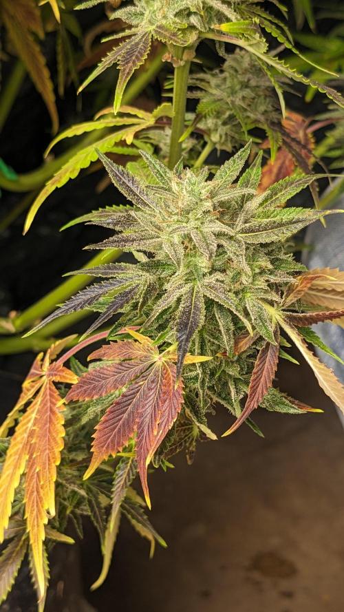 Another Happy Bird Adventure. Week 11 - Krumbl 