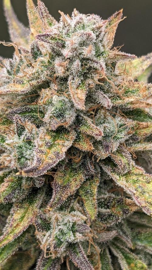 Another Happy Bird Adventure. Week 11 - Krumbl 