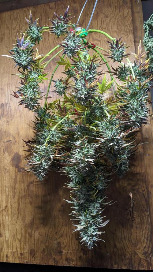 Another Happy Bird Adventure. Week 12