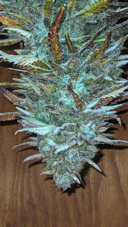 Another Happy Bird Adventure. Week 12