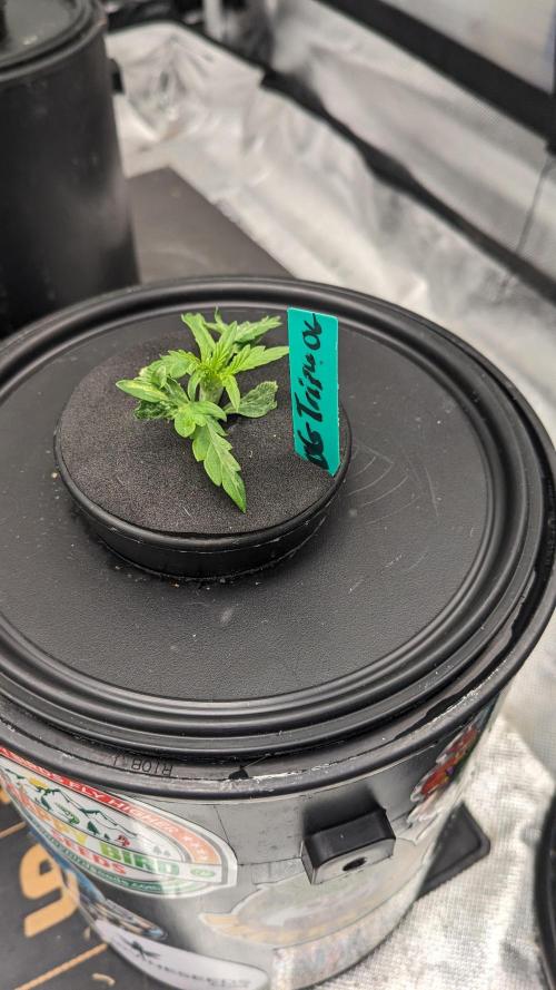 Showcasing my own strain!. Week 1