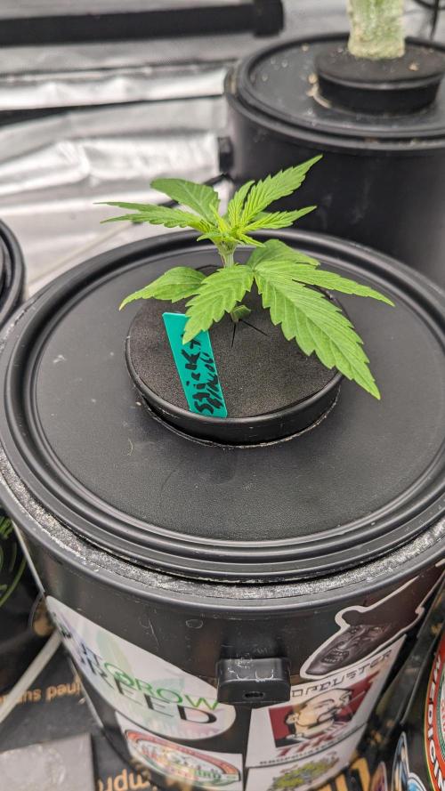 Plagron/Zamnesia Eternity Cup 2026. Week 1