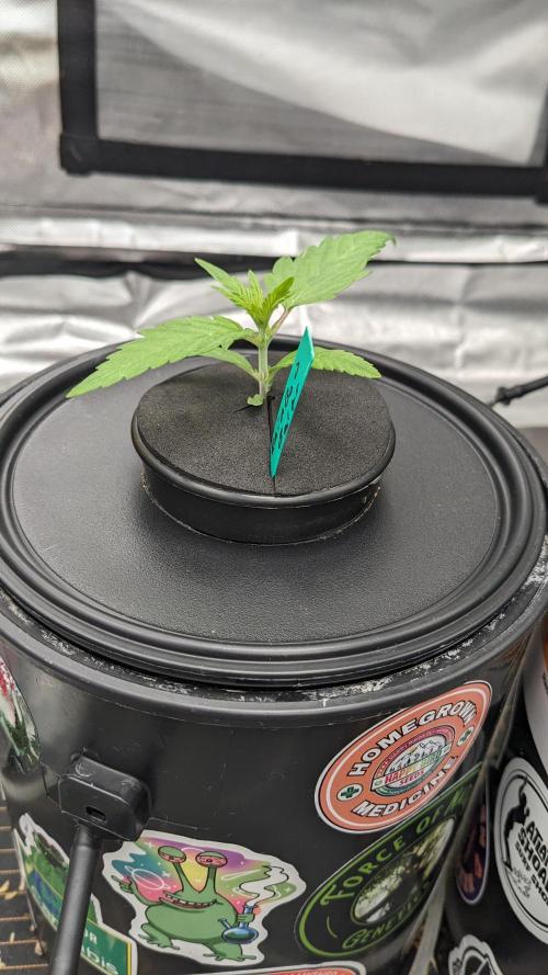 Rainbow Belts Auto by Zamnesia. Week 1