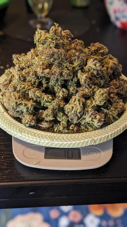 Another Happy Bird Adventure. Week 11