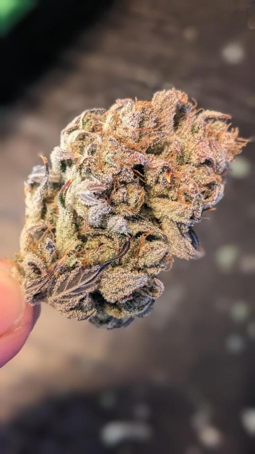 Another Happy Bird Adventure. Week 11