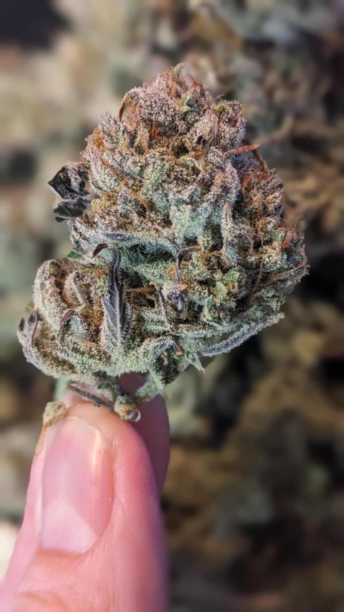 Another Happy Bird Adventure. Week 11