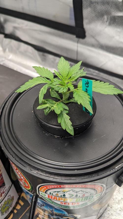 Showcasing my own strain!. Week 2