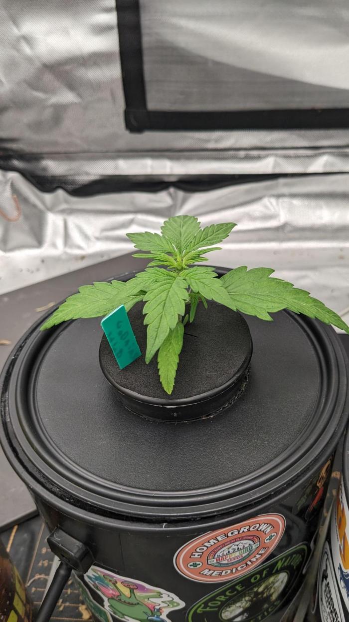 Rainbow Belts Auto by Zamnesia. Week 2