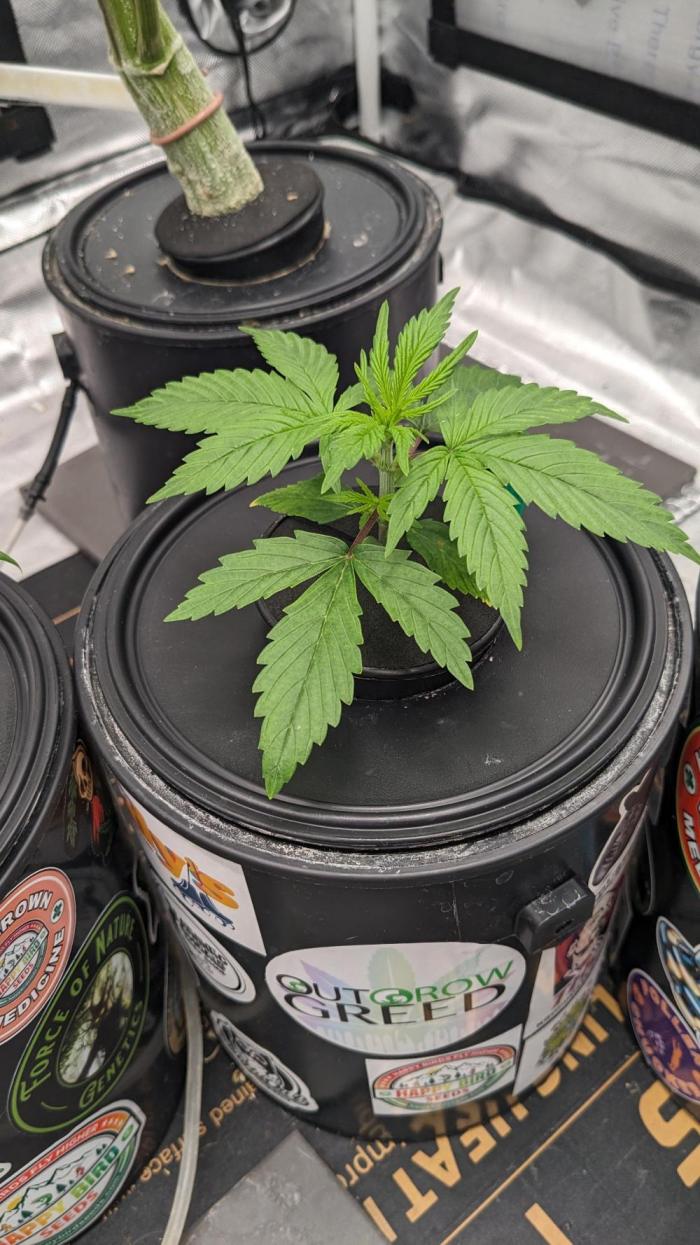 Plagron/Zamnesia Eternity Cup 2026. Week 2