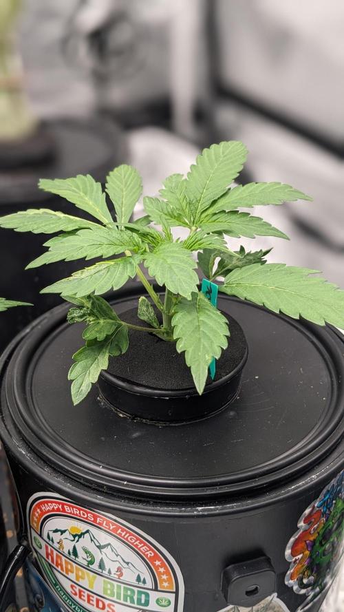 Showcasing my own strain!. Week 2