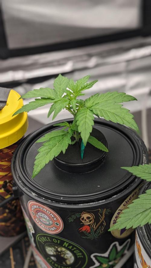 Rainbow Belts Auto by Zamnesia. Week 2