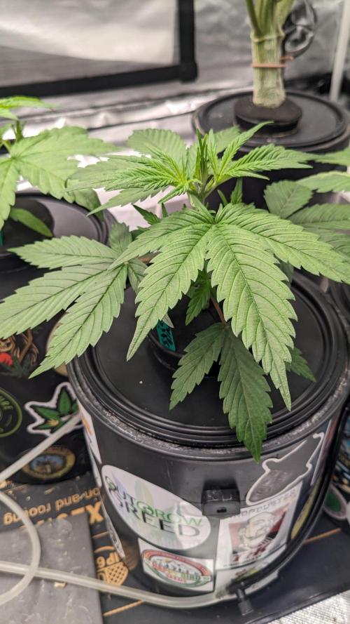 Plagron/Zamnesia Eternity Cup 2026. Week 2