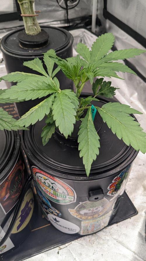 Showcasing my own strain!. Week 2