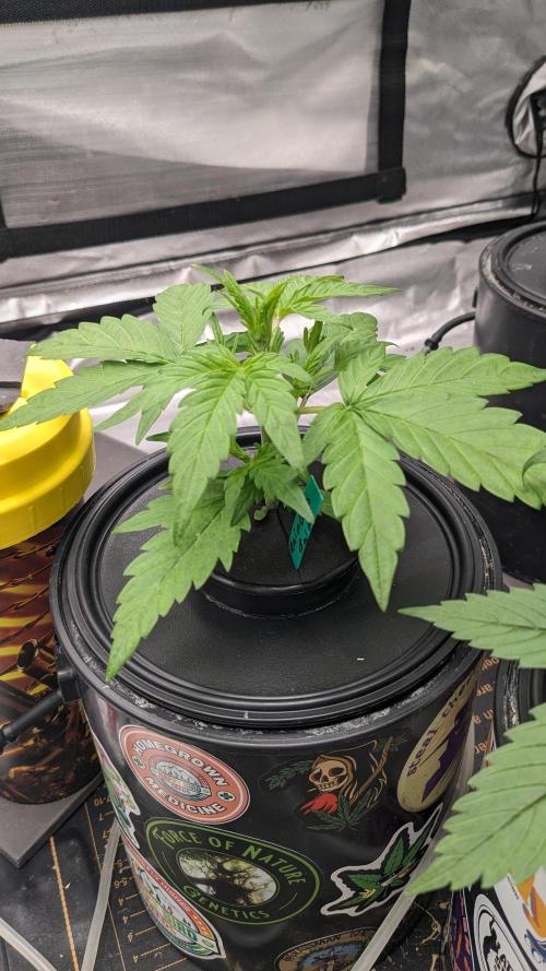 Rainbow Belts Auto by Zamnesia. Week 2
