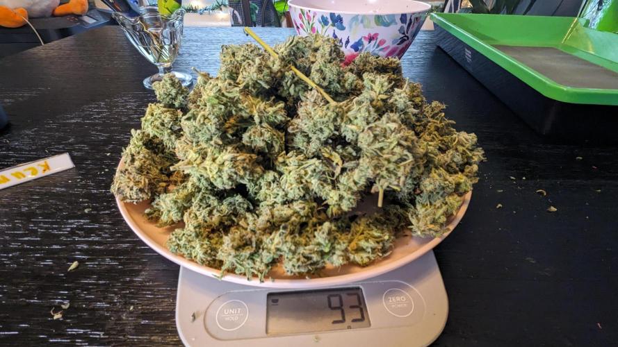 Another Happy Bird Adventure. Week 12