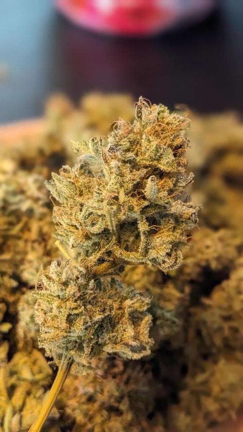 Another Happy Bird Adventure. Week 12