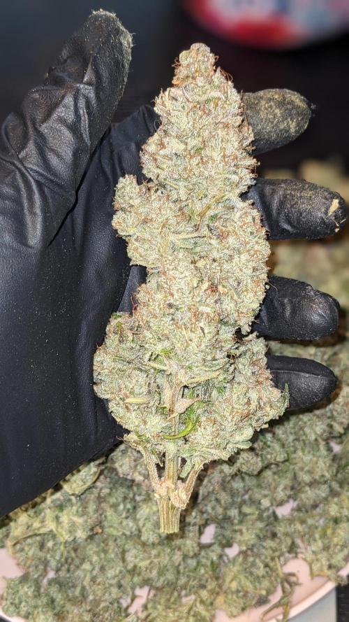 Another Happy Bird Adventure. Week 12