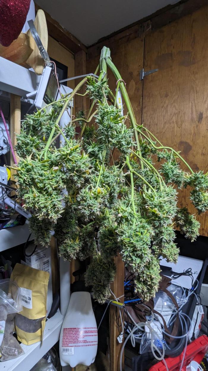 Another Happy Bird Adventure. Week 12