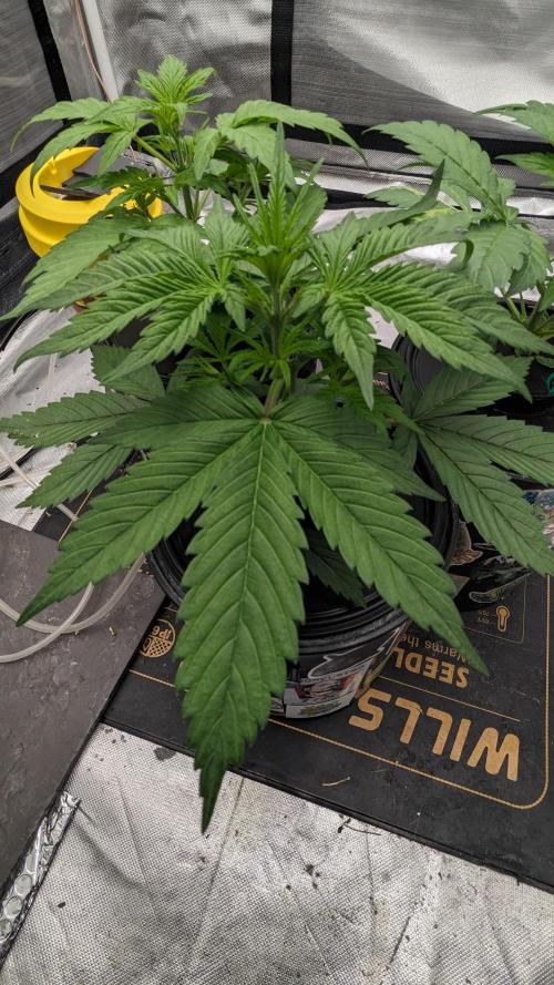 Plagron/Zamnesia Eternity Cup 2026. Week 2